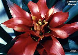 Guzmania Denise